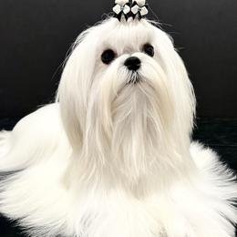 Drama - Maltese
