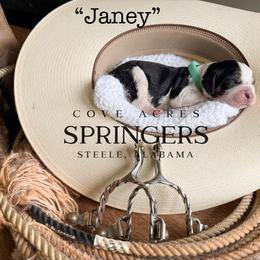 Janey - Black white and tan female English Springer Spaniel puppy in Steele, Alabama from Cove Acres Springers