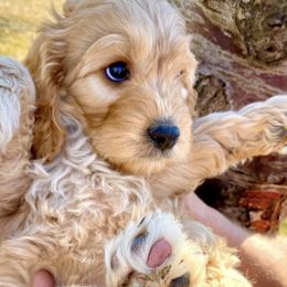 Cavapoos and Goldendoodles from Blackberry Farm Puppies