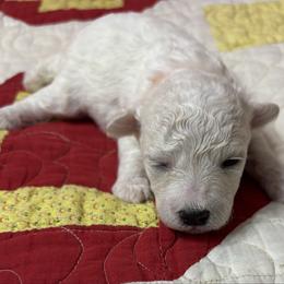 Milo - orange collar - White male Bichon Frise puppy in 63101 (St. Louis Metro Area), Missouri from BichonSTL
