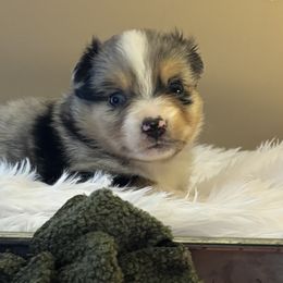 Miniature American Shepherds from Anchored Roots Miniature American Shepherds