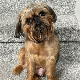 Abby - Brussels Griffon