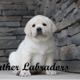 Labrador Retriever Puppies from Günther Labradors