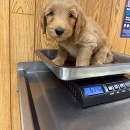 Gray collar female - Cream female Australian Cobberdog puppy in Dover Foxcroft, Maine from Faberge Australian Cobberdog