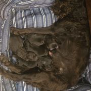 Female- flat coat - Brown female Boykin Spaniel puppy in Jesup, Georgia from 31 Pines Kennels