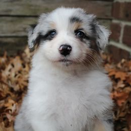 Girl 4 "Ginger" - Blue merle Australian Shepherd puppy in Manhattan, Kansas from Dockside Australian Shepherds