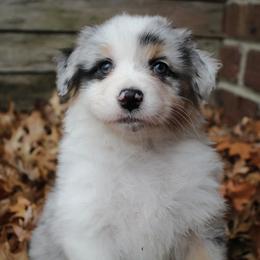 Girl 4 "Ginger" - Blue merle Australian Shepherd puppy in Manhattan, Kansas from Dockside Australian Shepherds