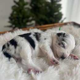 Acadia - White and blue merle female Bordoodle puppy in Valley Center, California from Circle R Valley Bordoodls