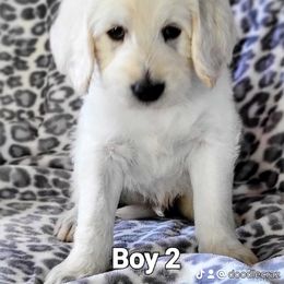 Labradoodle Puppies from Caldron Falls Doodles and Poodles