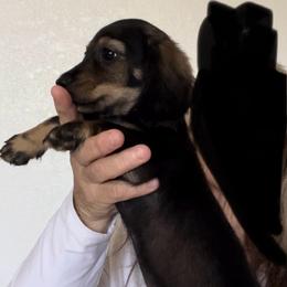Rodney - Black and cream male Dachshund puppy in Brooksville, Florida from Ween Acres