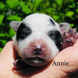 Annie - Blue mottled female Australian Cattle Dog puppy in Redding, California from Macushla Kennel