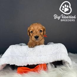 Tiger - Red  male Goldendoodle puppy in Utah County, Utah from Big Hearted Breeders