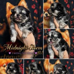 Midnight Storm - Blue merle male Pomeranian puppy in Odessa, Texas from Cherry's Poms