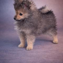 German Spitz Puppies from Legacy Kennels Michigan