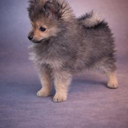 German Spitz Puppies from Legacy Kennels Michigan
