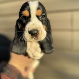 Boy 2 - Black brown and white Basset Hound puppy in Lynchburg, Virginia from Clays Bloodhounds and Bassets