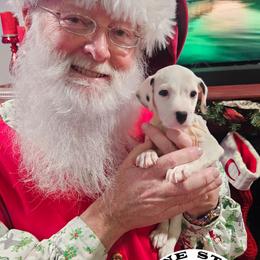 Belle - White and black female Dalmatian puppy in Katy, Texas from Lone Star Dalmatians