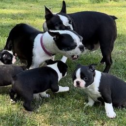 Boston Terriers from McMiesz