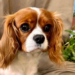 Cedar - Cavalier King Charles Spaniel