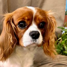 Cedar - Cavalier King Charles Spaniel
