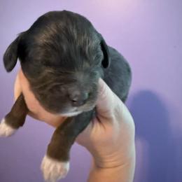 Gale - Merle male Cockapoo puppy in Williamston, South Carolina from Sassy Bob’s Dogs