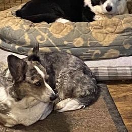 Cardigan Welsh Corgis from Debonaire Corgis