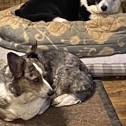 Cardigan Welsh Corgis from Debonaire Corgis
