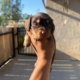 Chocolate tan girl - Chocolate and tan female Dachshund puppy in Madera Acres, California from Muggin Bostons Terriers and Mini Dachshund
