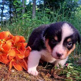 Alexander Hamilton - Black and white male American Corgi puppy in Gouverneur, New York from St. Lawrence Corgis