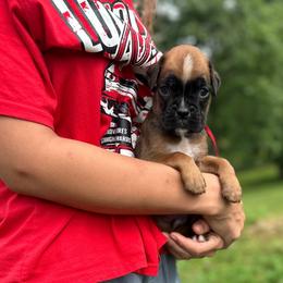 Samson - Fawn male Boxer puppy in Daviess County, Kentucky from Blissful Euro Boxers & French Bull Dogs