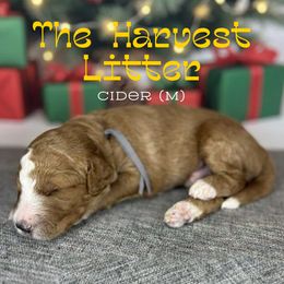 Cider - Red  male Goldendoodle puppy in Houston, Texas from Golden Life Doodles