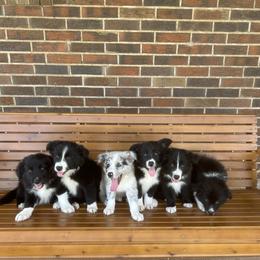 Border Collie Puppies from SoCal/Promise Land Border Collies