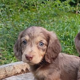 Grubb - Dapple male Dachshund puppy in Dayton, Ohio from LUXEYPUPS
