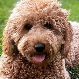 Bernedoodles and Goldendoodles from Mtn Green Doodles