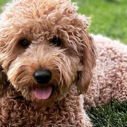 Bernedoodles and Goldendoodles from Mtn Green Doodles