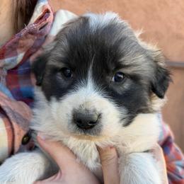Velvet- yellow - Badger female Colorado Mountain Dog puppy in Cotopaxi, Colorado from Once Upon A Moose (OUM)