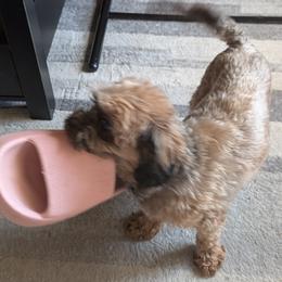 Shihpoos and Shih Tzus from Pattersons Luv K-9s