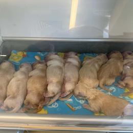 Boy 7 - Golden male Golden Retriever puppy in Edgerton, Wisconsin from ERSA Acres Golden Retrievers...limited registration only offered, AKC Moyen and Miniature Poodles