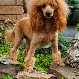 Janey - Poodle