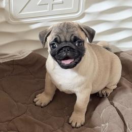 Charlie - Fawn male Pug puppy in Randleman, North Carolina from Peachy Pugs