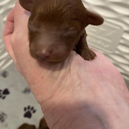 Poodle Puppies from Martin's Poodles and Doodles