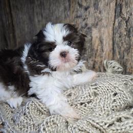 Echo - Liver and white male Shih Tzu puppy in Mountain Grove, Missouri from Precious Puppies