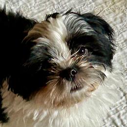 Stella - Sable and white female Shih Tzu puppy in Victorville, California from Precioustzus