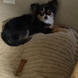 Foxy - Chihuahua
