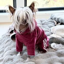 Manya - Chinese Crested