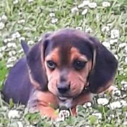 Beagle Puppies from Rajun Cajun Kennels