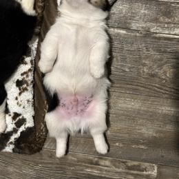 American Corgi and Pembroke Welsh Corgi Puppies from Wild West Corgis