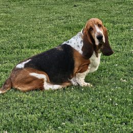 Gypsy - Basset Hound