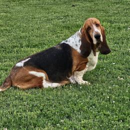 Gypsy - Basset Hound