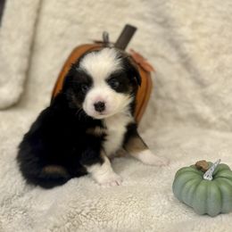 Latigo - Black tri female Miniature Australian Shepherd puppy in Bozeman, Montana from +s mini Aussies